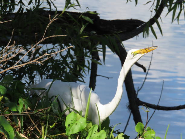 grande aigrette oiseau blanc caché dans les plantes près de l’eau - wading snowy egret egret bird photos et images de collection