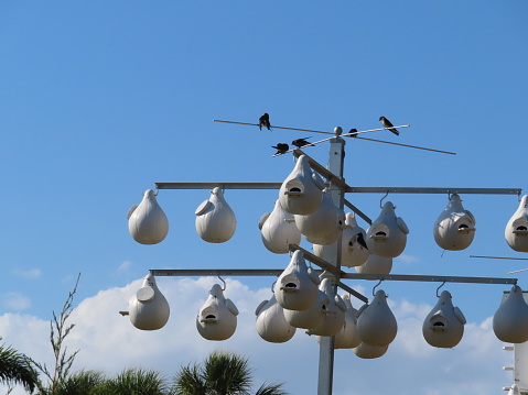 Purple martin birds on hanging birdhouses