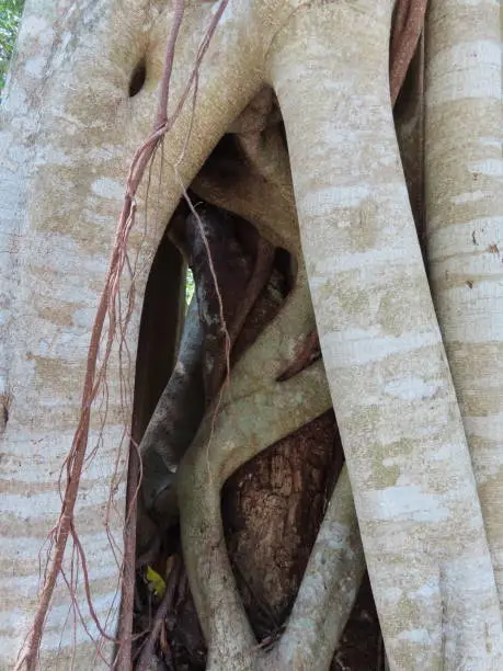 Photo of Parasitic strangler fig engulfing tree