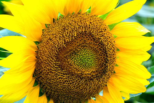 Sunflower VD702