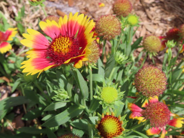istock Coneflower buds and blossoms outdoors 1398574284
