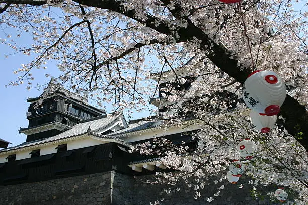 Ready for many cherry-blossom viewers at Kumamoto Castle in late March