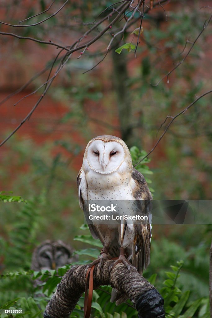 Effraie des clochers - Photo de Aile d'animal libre de droits