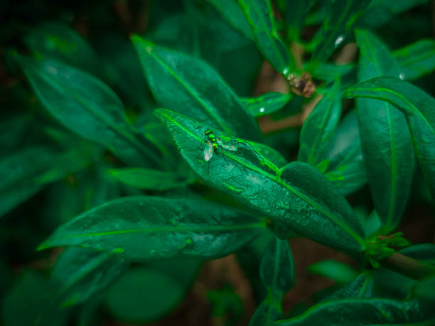 Flies like camouflage on the leaves