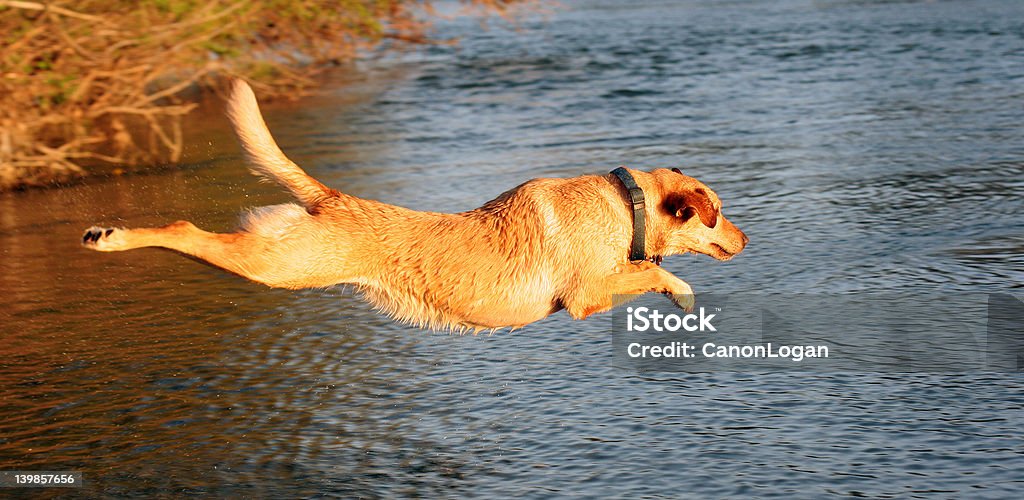 Żółty Labrador Przeskakiwanie do Lake - Zbiór zdjęć royalty-free (Aportować)