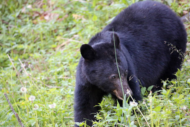 istock Bear in Great Smoky Mountains NP 1398577295