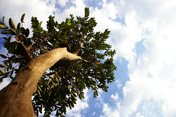 tree over blue sky stock photo