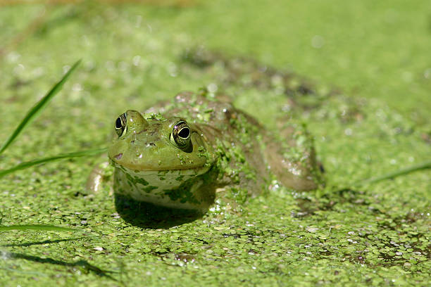 Frog in Swamp stock photo