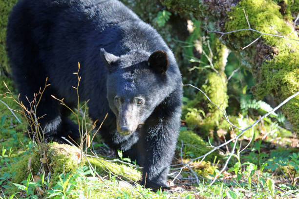 медведь приближается - great smoky mountains national park стоковые фото и изображения