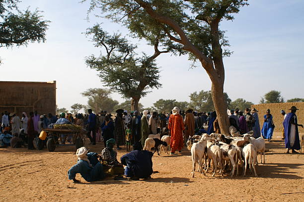 African Animal market African Animal market in Fatoma,Mali (Westafrica) mali stock pictures, royalty-free photos & images