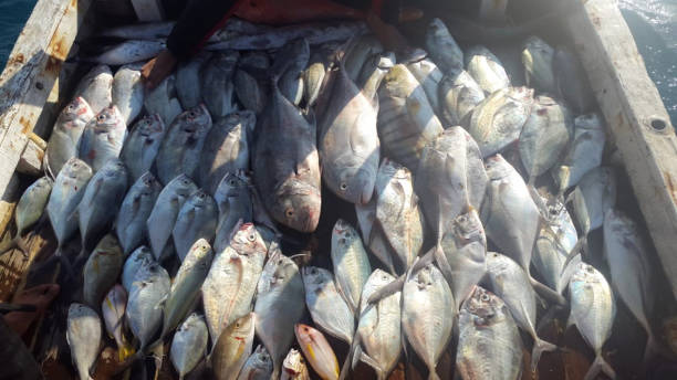 różne ryby głębinowe świeżo złowione - łódź rybacka - indonezja - dog tooth tuna zdjęcia i obrazy z banku zdjęć