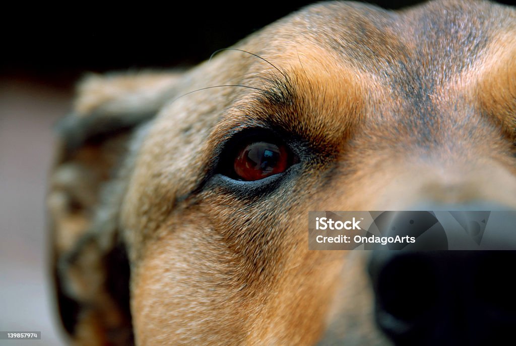 Puppy Eye Detail shot of a dog Dog Stock Photo