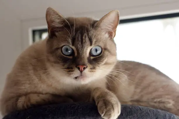 Photo of A gray cat with blue eyes looks with surprise on a gray background