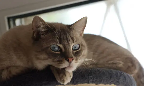 Photo of A gray cat with blue eyes looks with surprise on a gray background