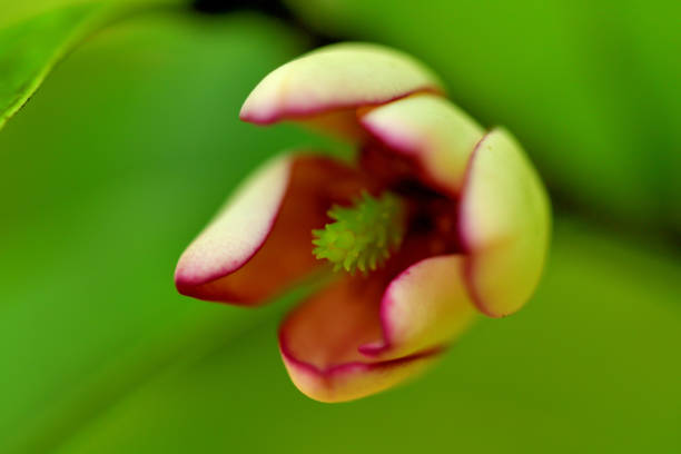 istock Magnolia figo / Michelia figo / Banana magonolia 1398581229
