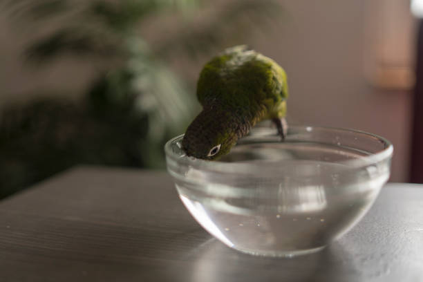 child feed parrot with hand