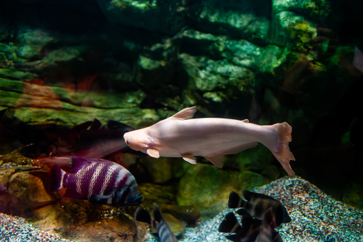 catfish swimming in aquarium