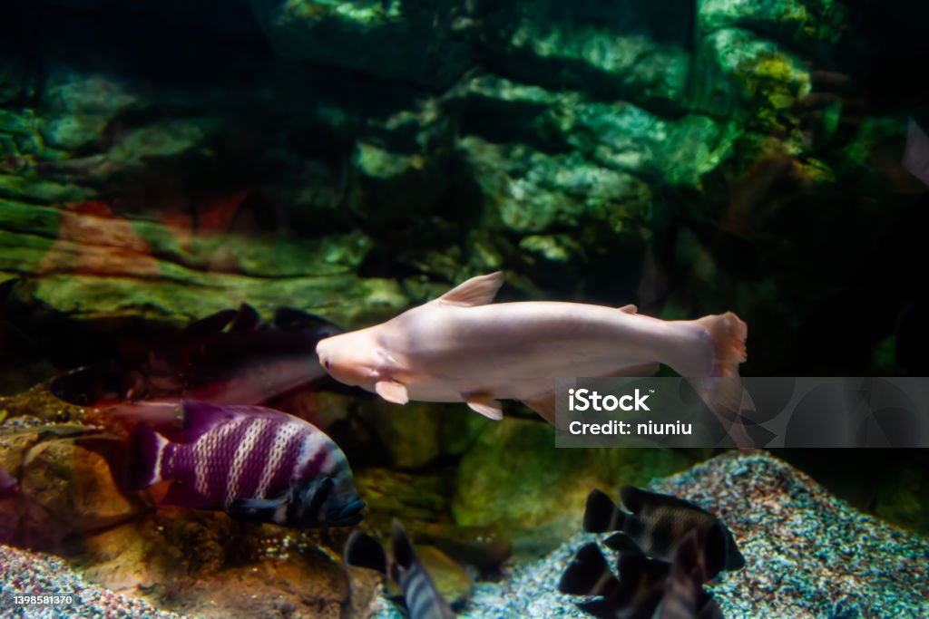 catfish swimming in aquarium Aquarium Stock Photo