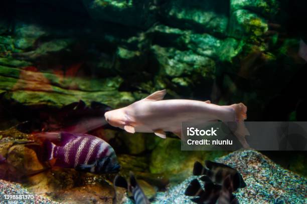 Catfish Swimming In Aquarium Stock Photo - Download Image Now - Aquarium, Carp, Albino