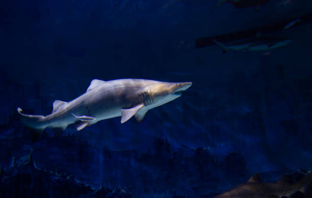 requin nageant dans l’eau - sand tiger shark photos et images de collection