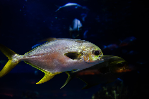 Marine fish: Pomfret trevally