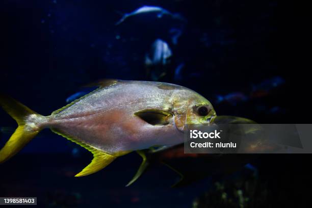 Marine Fish Pomfret Trevally Stock Photo - Download Image Now - Animal, Animal Body, Animal Fin