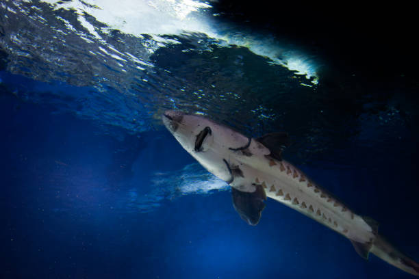 abstract shot of sea life, silver tarpon swimming inside aquarium.