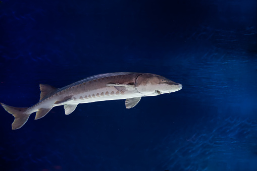 sturgeon swimming in water