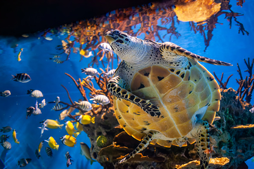 Superbe tortue marine , nageant dans les eaux transparentes et bleu turquoise du lagon de moorea en Polynésie française