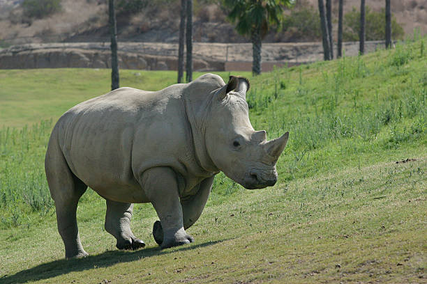 Rhino Andar - fotografia de stock