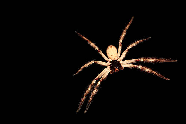 Spider von unten – Foto