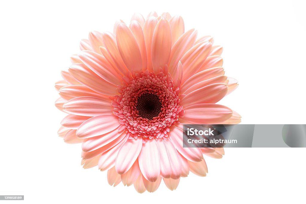 Linda em cor-de-rosa - Foto de stock de Acima royalty-free