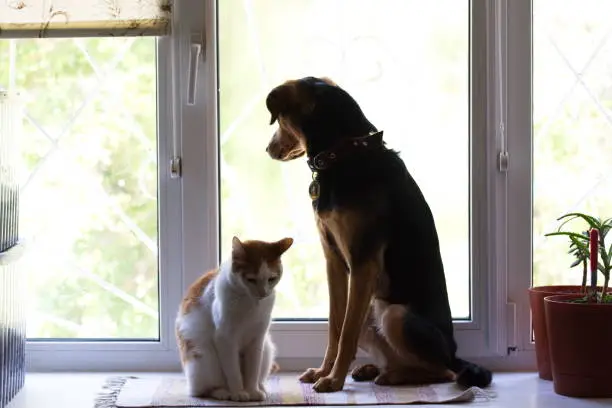 Photo of The cat is sitting with a surprised puppy on the windowsill on a light background
