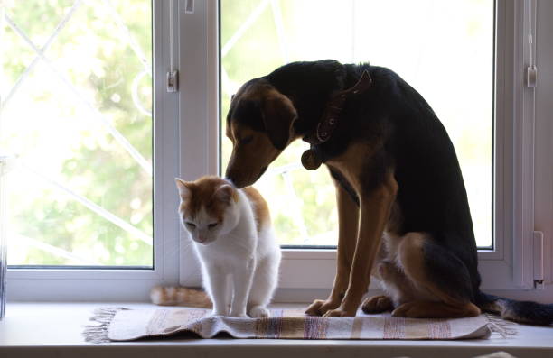 istock The cat is sitting with a surprised puppy on the windowsill on a light background 1398582218