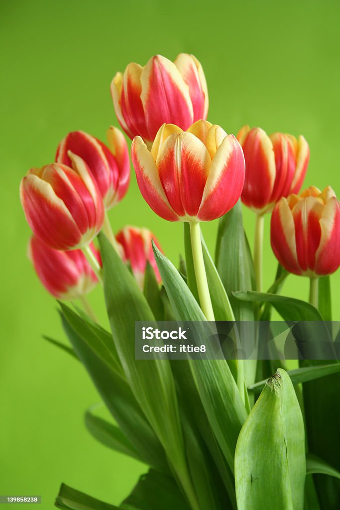 tulips against green background tulips standing against green background Arrangement Stock Photo