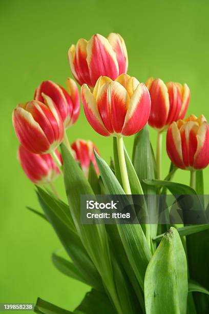 Tulips Against Green Background Stock Photo - Download Image Now - Arrangement, Bouquet, Bright