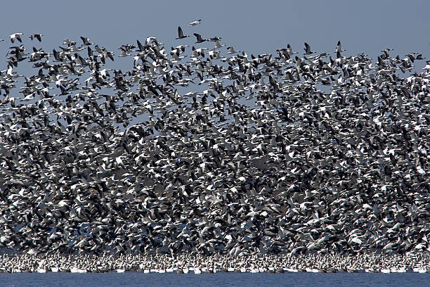 Flock of Geese stock photo