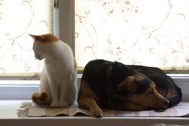 istock The cat is sitting with a surprised puppy on the windowsill on a light background 1398582882