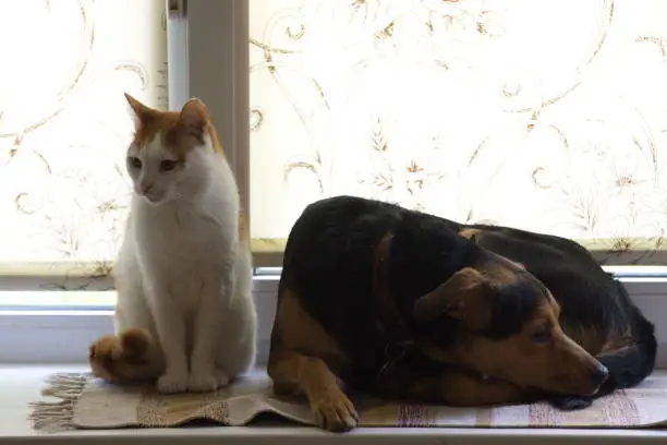 Photo of The cat is sitting with a surprised puppy on the windowsill on a light background