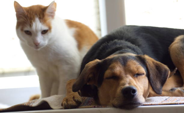 istock The cat is sitting with a surprised puppy on the windowsill on a light background 1398583138