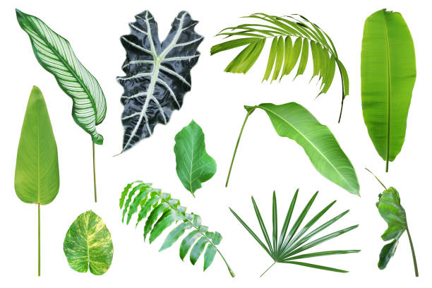 istock Set of Tropical Leaves Isolated on White Background with Clipping Path 1398584021