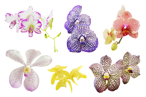 Set of Colorful Orchid Flowers Isolated on White Background with Clipping Path