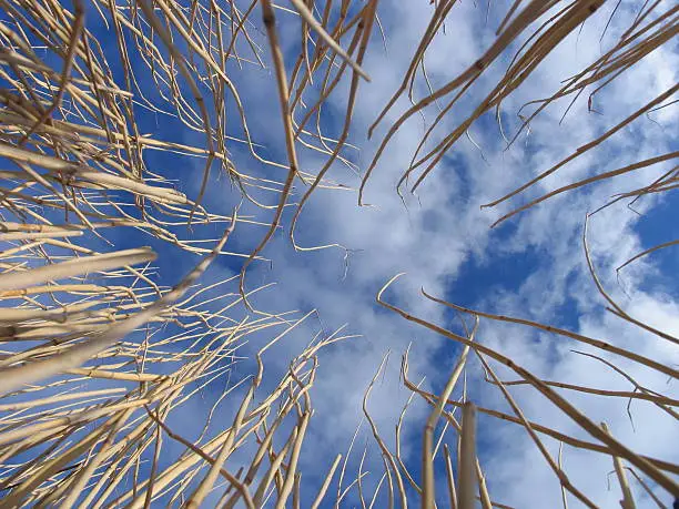 Reeds by the side of a lake, from an unusual angle, and set against a beautiful blue sky with a little cloud cover