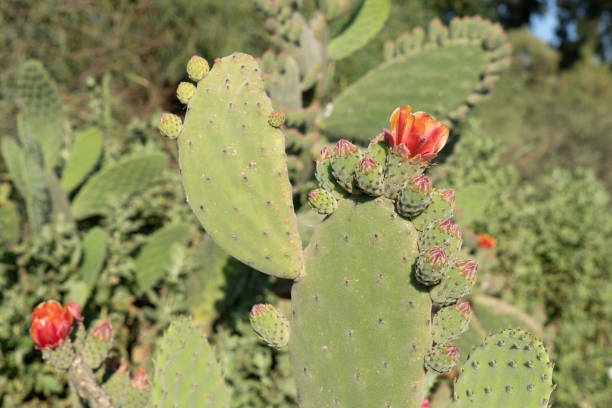 istock Cactus wild in colorful bloom 1398584124