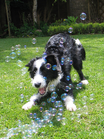 Collie puppy chasing bubbles