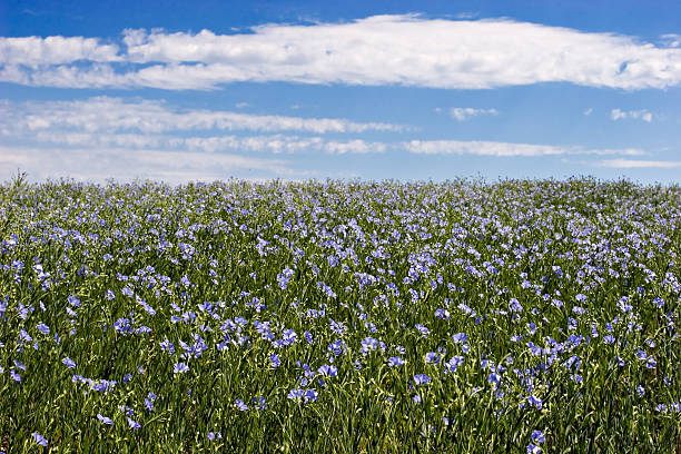 Blue and green field of flax over a blue and white sky stock photo