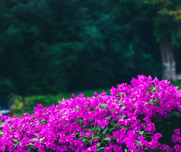 Pink Bougainvillea flowers