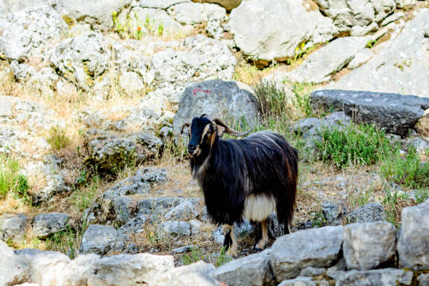 Mountain goat in black color.