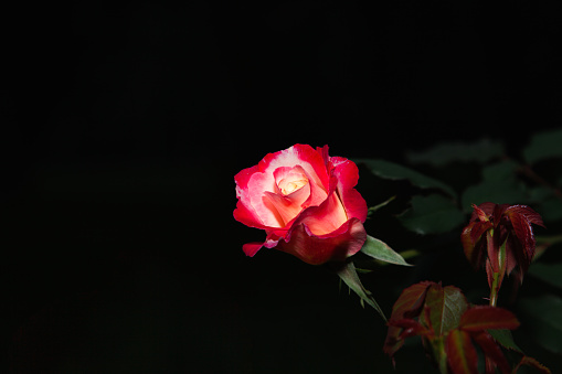 Rose flower. Red rose plant in the garden