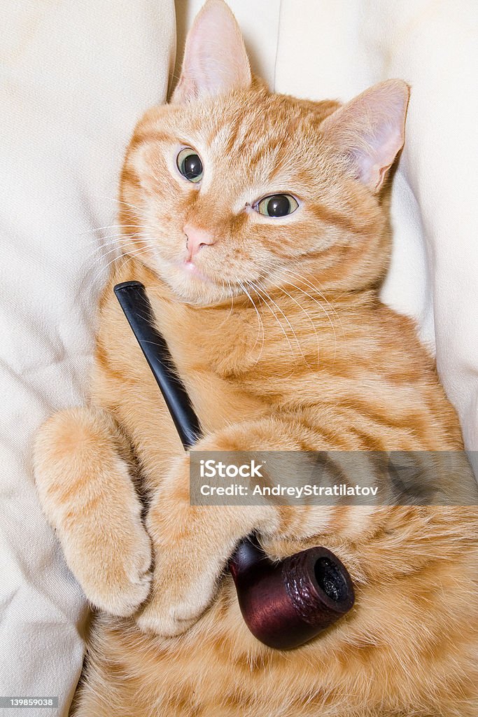 Рыжие волосы кот с труба - Стоковые фото Вертикальный роялти-фри